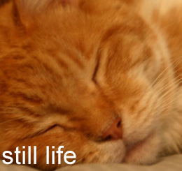 still life
